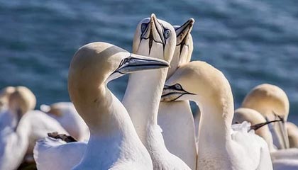 九游全站登录地址-摩纳哥客场大胜，斯特拉斯堡遭逆转，斯特拉斯vs摩纳哥